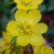 Eranthis hyemalis