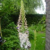 Eremurus robustus