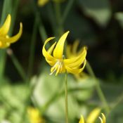 Erythronium 'Pagoda'