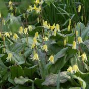 Erythronium 'Pagoda'