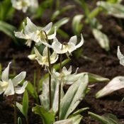 Erythronium 'White Beauty'