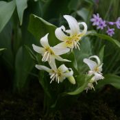 Erythronium 'White Beauty'