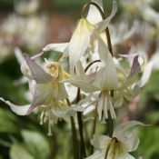 Erythronium californicum