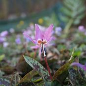 Erythronium dens-canis 'Purple King'