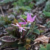 Erythronium dens-canis 'Purple King'