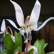 Erythronium dens-canis 'Snowflake'