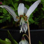 Erythronium dens-canis 'Snowflake'