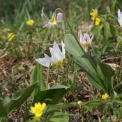 Erythronium sibiricum subsp. altaicum