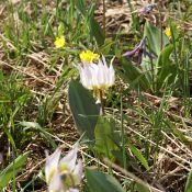 Erythronium sibiricum subsp. altaicum