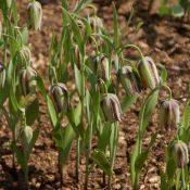 Fritillaria amana