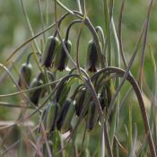 Fritillaria elwesii