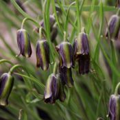 Fritillaria elwesii