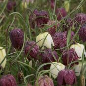 Fritillaria meleagris