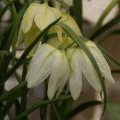 Fritillaria meleagris 'Alba'