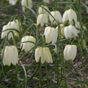 Fritillaria meleagris 'Alba'