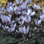 Cyclamen cilicium