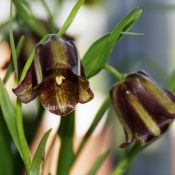 Fritillaria olivieri