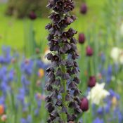 Fritillaria persica