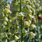 Fritillaria persica 'Ivory Bells'