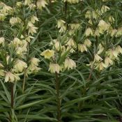 Fritillaria raddeana