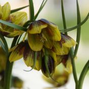 Fritillaria reuteri