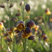 Fritillaria reuteri