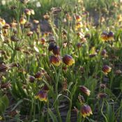 Fritillaria reuteri