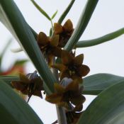 Fritillaria sewerzowii 