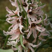 Fritillaria stenanthera