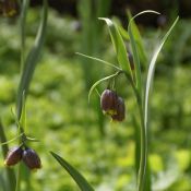 Fritillaria uva-vulpis