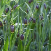 Fritillaria uva-vulpis