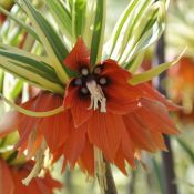 Fritillaria imperialis 'Argenteovariegata'