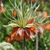 Fritillaria imperialis 'Argenteovariegata'