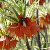 Fritillaria imperialis 'Argenteovariegata'