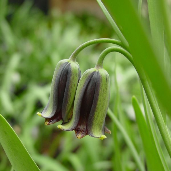 Fritillaria latakiensis