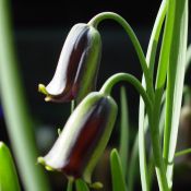 Fritillaria latakiensis