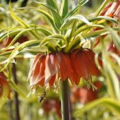 Fritillaria imperialis 'Aureomarginata'