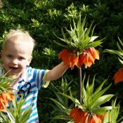 Fritillaria imperialis 'Garland Star'