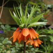 Fritillaria imperialis 'Garland Star'