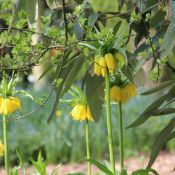 Fritillaria imperialis 'Lutea'