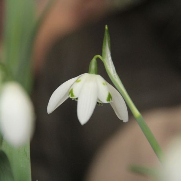 Galanthus 'Ailwyn'