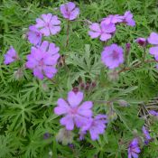 Geranium malviflorum