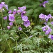 Geranium tuberosum