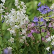 Hyacinthoides hispanica -gemengde kleuren-