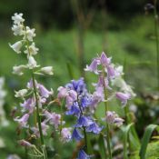 Hyacinthoides hispanica -gemengde kleuren-