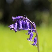 Hyacinthoides non-scripta