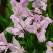 Ipheion uniflorum 'Charlotte Bishop'