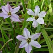 Ipheion uniflorum 'Charlotte Bishop'