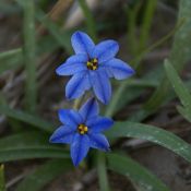 Ipheion uniflorum 'Jessie'