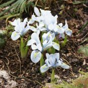 Iris 'Katharine Hodgkin'